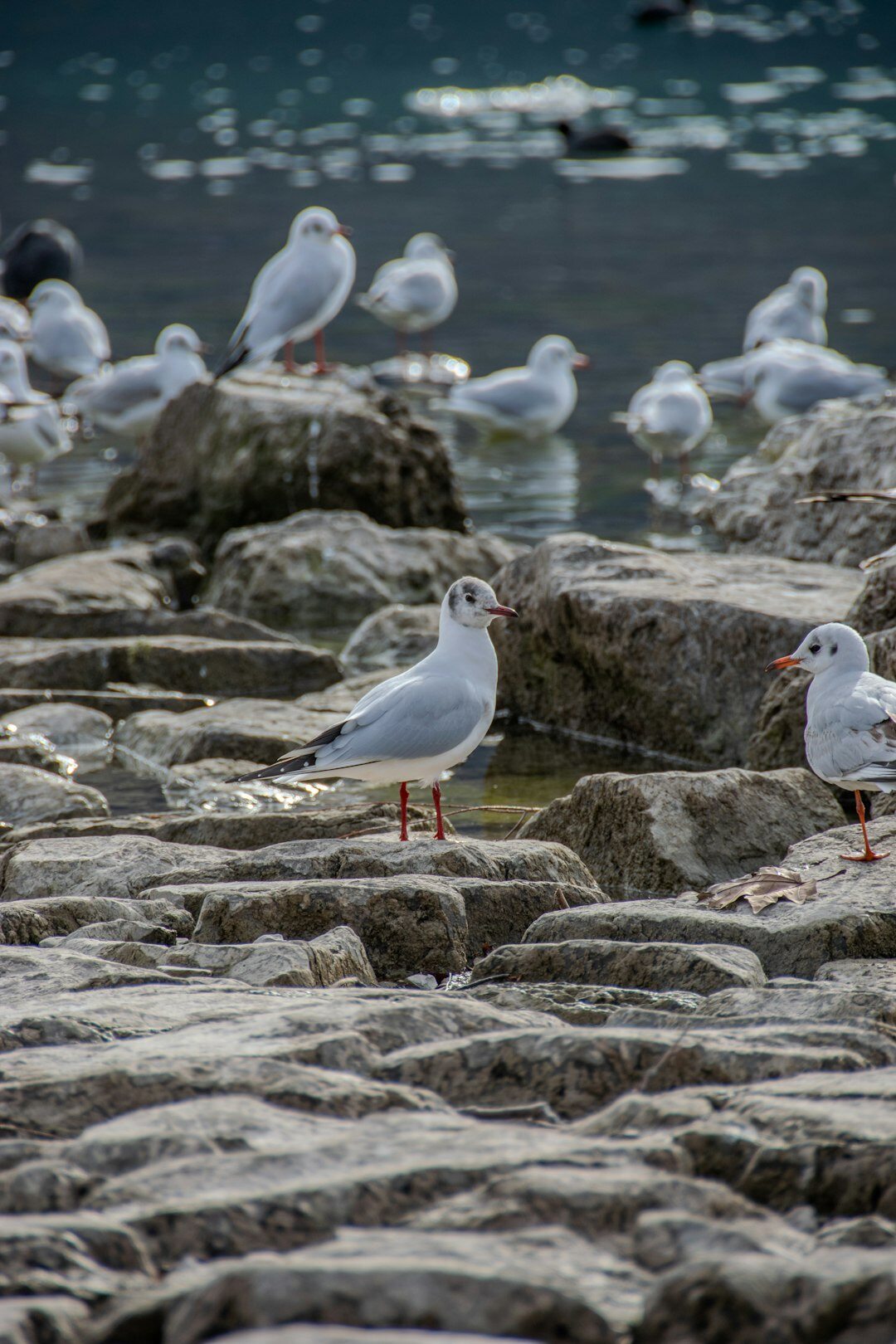 swiss lake birds
