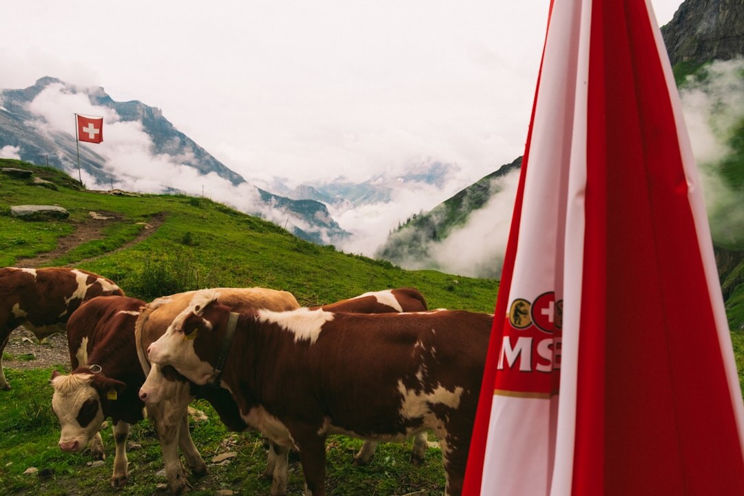 swiss flag mountains